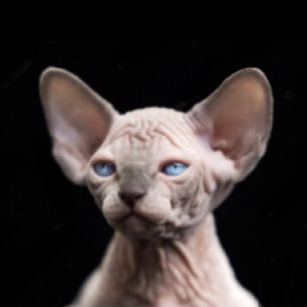 “Bastet” Egyptian Goddess Sphynx Feline Hairless/Shorthair Cat Kitty Silver Stud - Picture 3 of 12